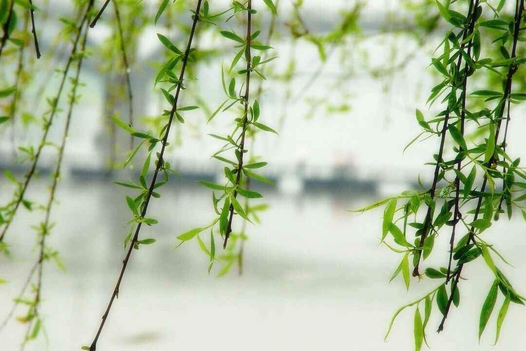 待武汉解封，折一枝春柳给逆行的“殡葬人”